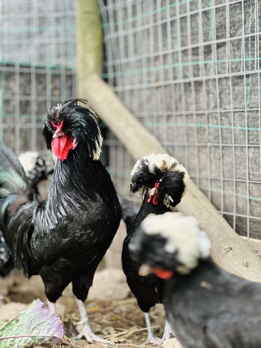 Casal de paduanas pretas