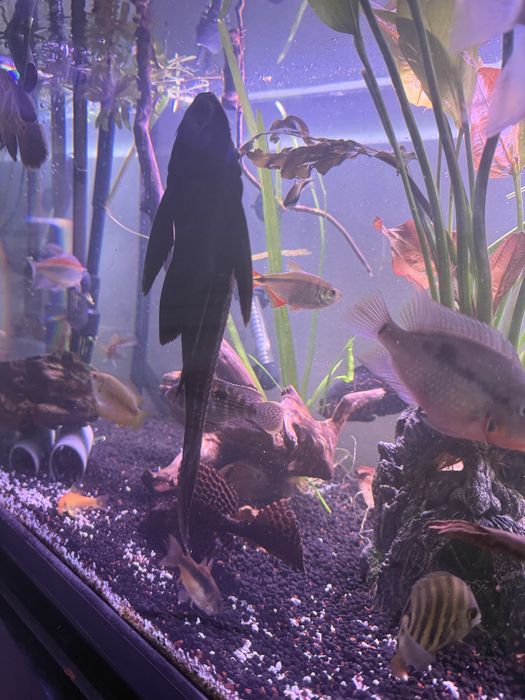 Pleco preto 23cm