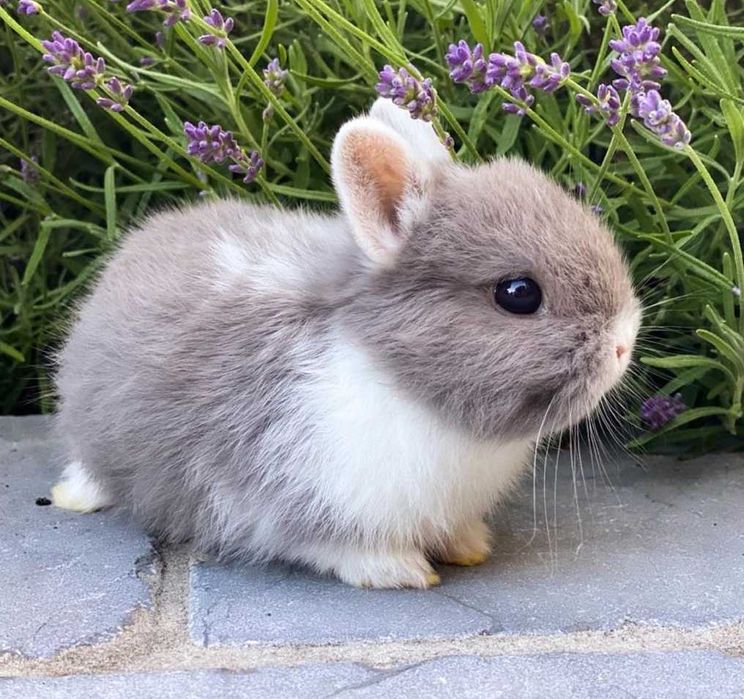 KIT Coelhos anões minitoy e mini holandês lindíssimos