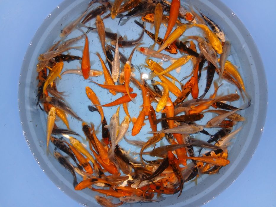 Carpas koi 7/9cm