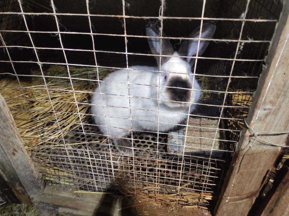 Кроли самцы самки