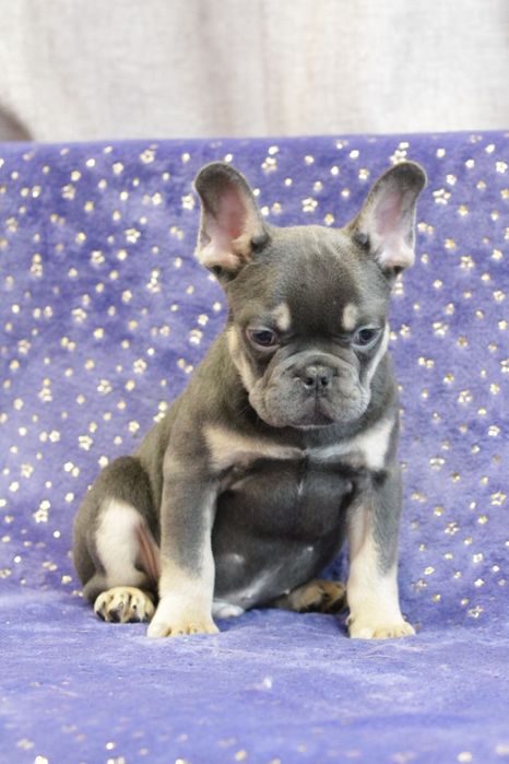 Французький бульдог