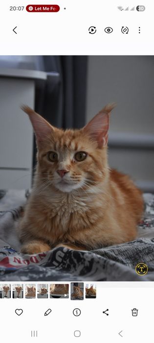 Котики мейн кунчики в Полтаві