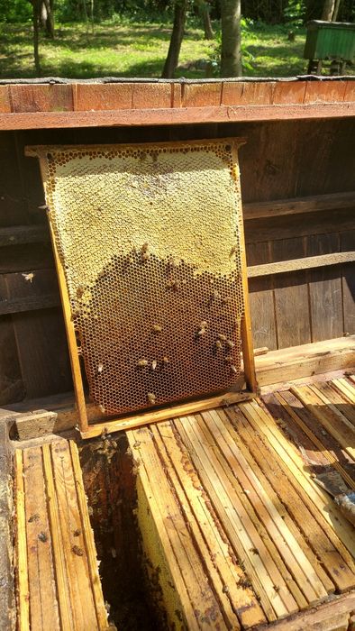 Świeży miód lipowy i wielokwiatowy 2025