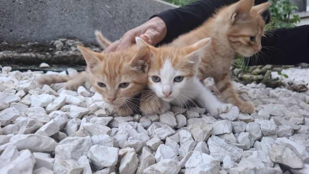 3 gatinhas para adoção