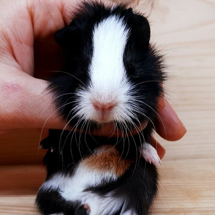 Морские свинки,клетки,корма,аксессуары