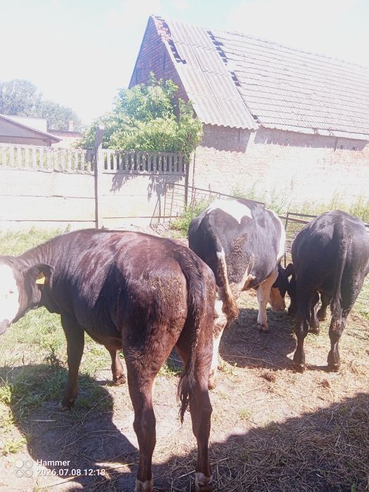 Sprzedam 2 byki i jałówkę