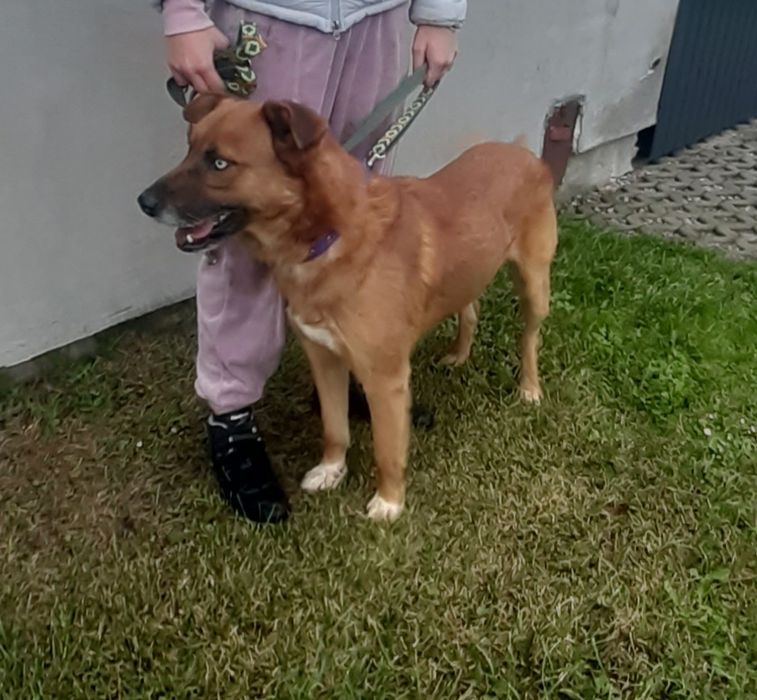 Magnat pies do adopcji