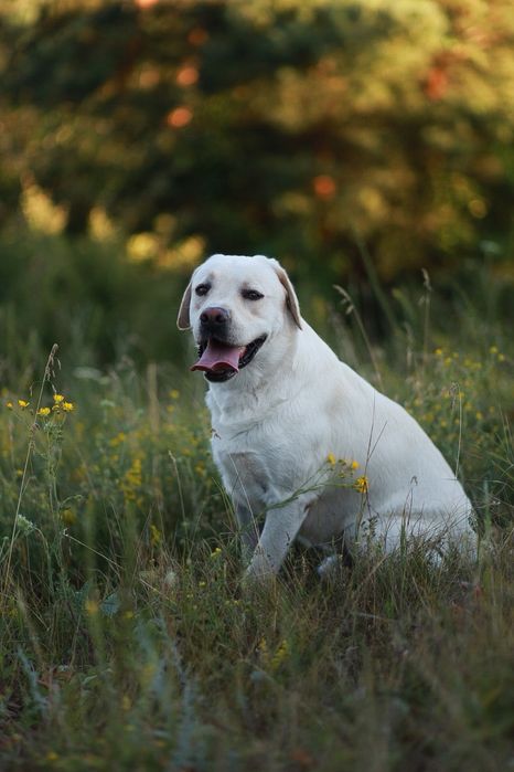 Хлопчик ЛАБРАДОР шукає дівчинку для вʼязки