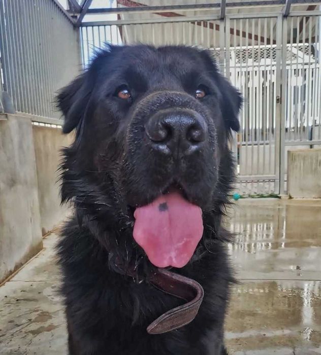 Pies Max w typie nowofundlanda do adopcji!