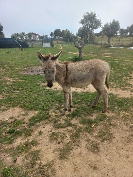 Vendo 4 burros 2 machos e 2 femeas