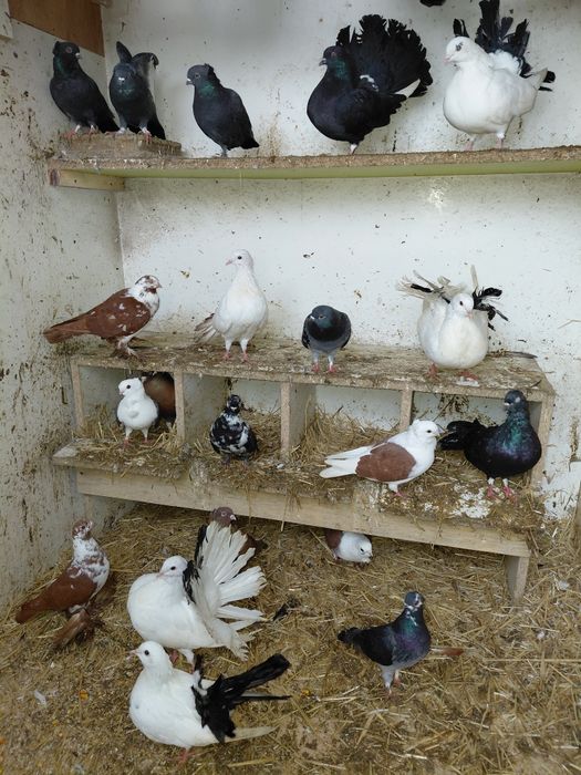 Sprzedam głębie ozdobne