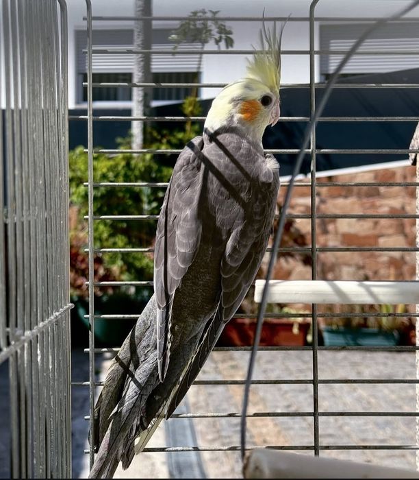Caturras várias mutações 2026