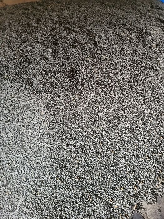 Sprzedam Łubin słodki