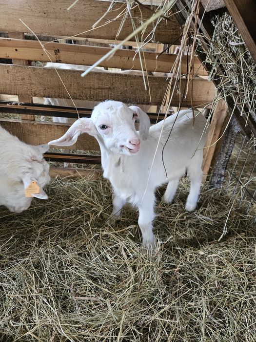 Sprzedam młode kózki