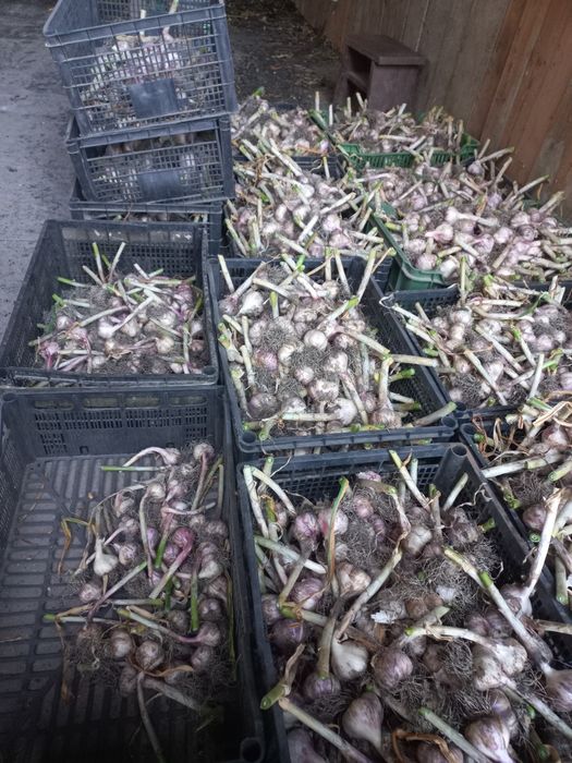 Czosnek Polski od rolnika