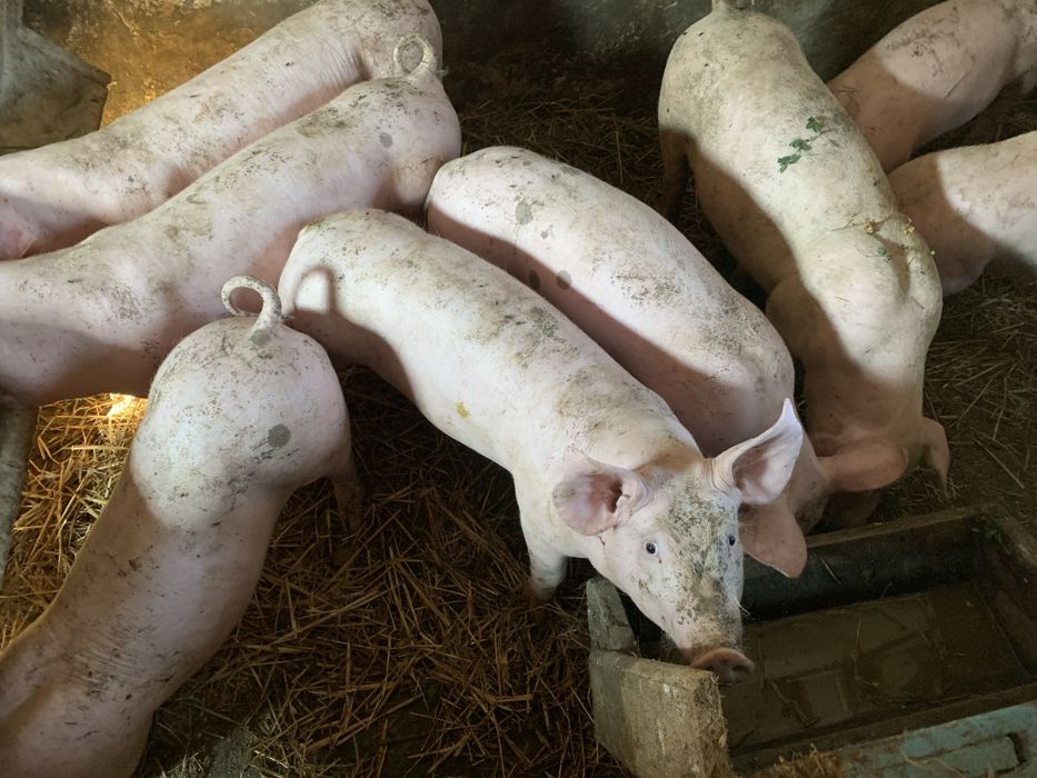 Продаю Поросята максимус і ландрас