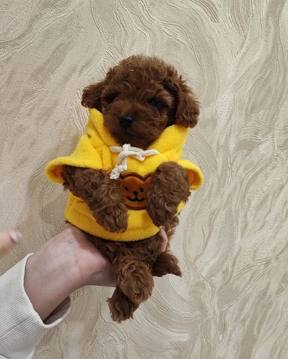 Мімішні пудельки, тойчики редбрауни