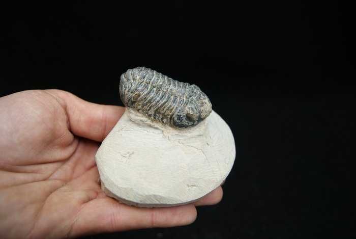Fossil trilobite Morocops ovatus