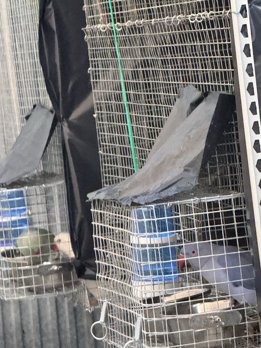 Ring neck albina femea de 2024