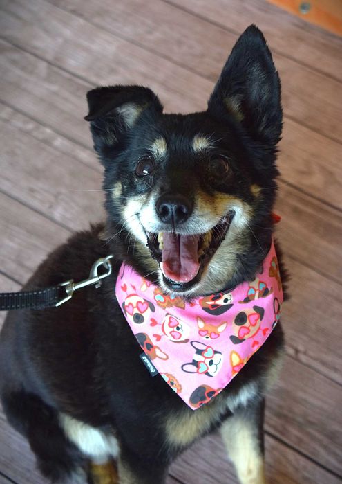 Mała i starsza sunia szuka domu