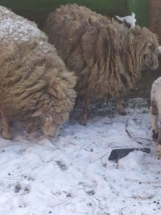 Продам вівці Прекус, Романівські