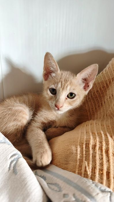 Gatinhos machos doação