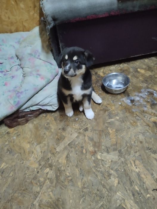 Срочно Дети ищут семью Киев