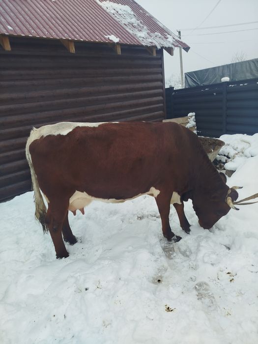 Продам корову після телятка молочну пануся