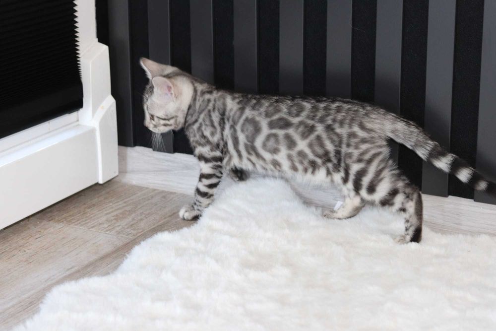 Kot bengalski Legalna hodowla