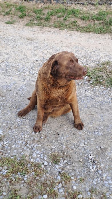 Labrador suczka  6 lat