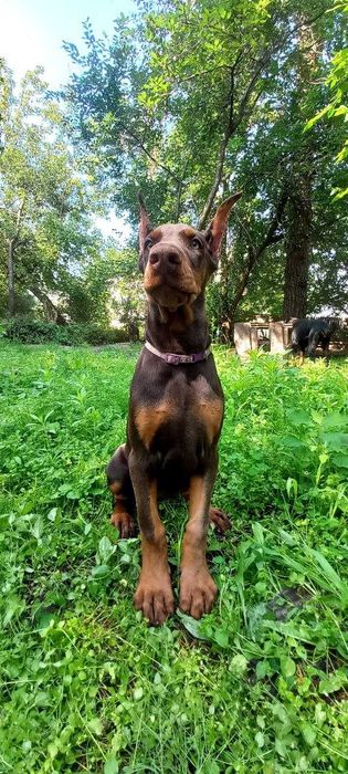 Срочно Крутая девочка добермана с док. КСУ FCI цена снижена с 2000евро