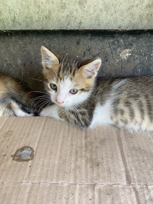 Котята в добрые руки срочно