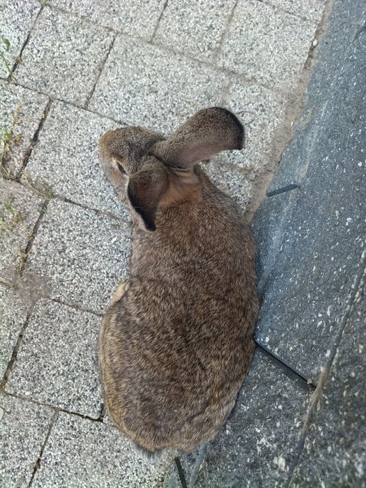 Króliki mieszańce