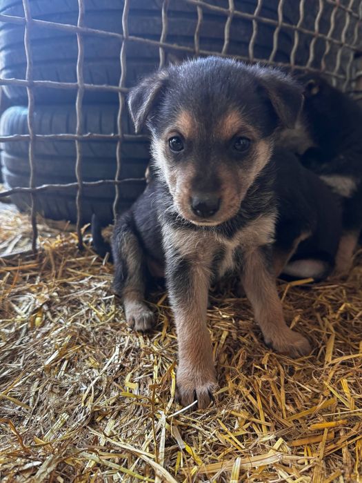 Віддам цуценят в добрі руки