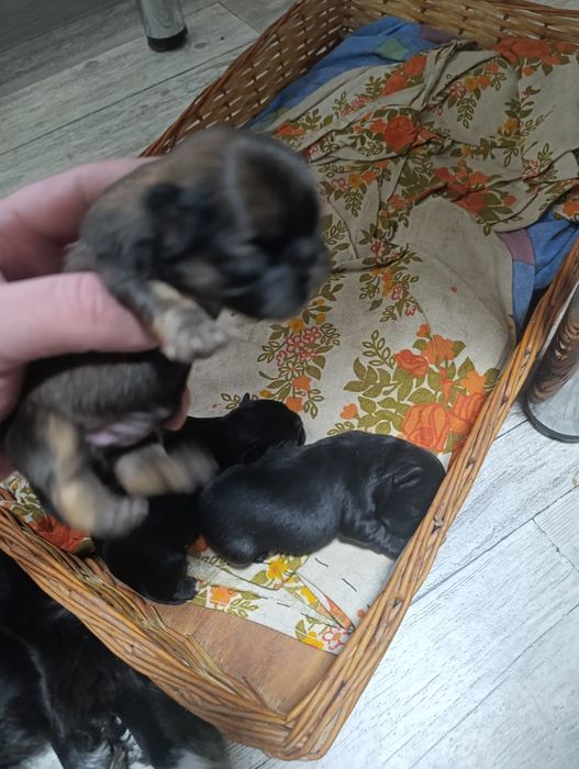 Продам,пекінесів