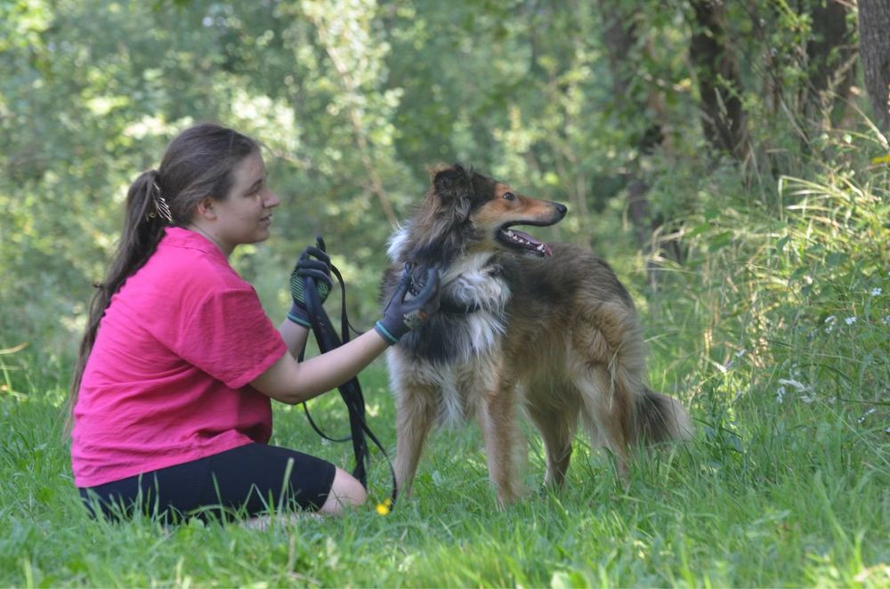 Archie- owczarek szkocki collie do adopcji