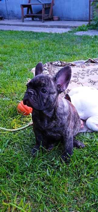 Чудовий тигровий хлопчик