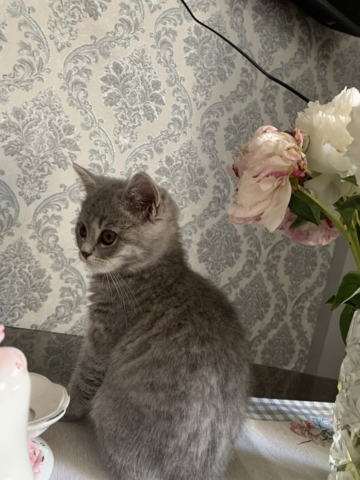 Продається Лілова Британка