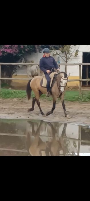 Cavalo com 5 anos