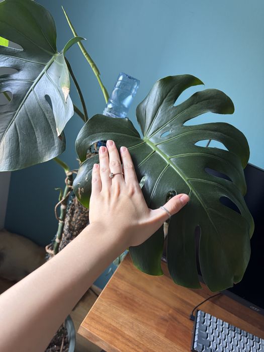 Monstera Roślina Doniczka kwiatek doniczkowy