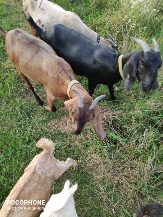 Англо- нубійські кози та козли