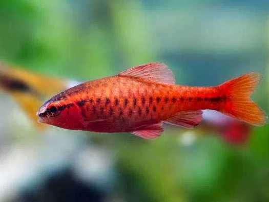 Brzanka titeya - Rybki do akwarium