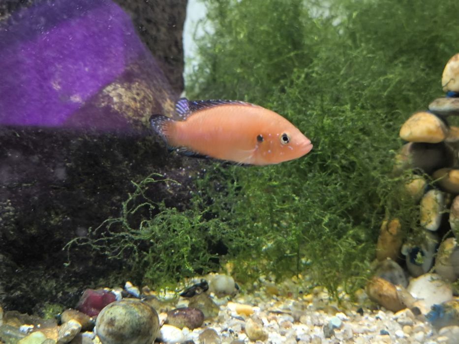 Peixe Jóia do Turkana