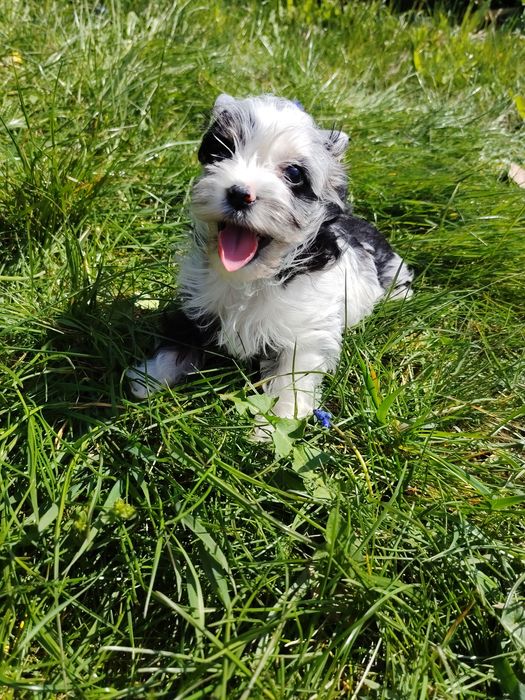 Barbie wyjątkowa księżniczka szuka swojego zamku