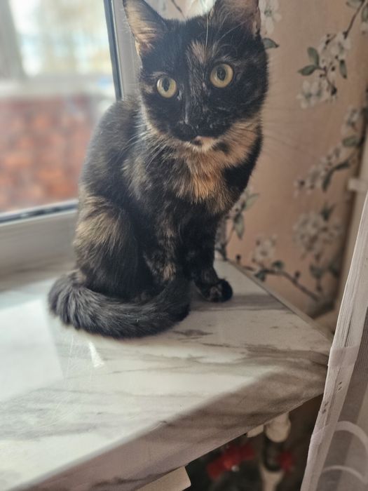 Кошка дівчинка метиси бенгальского