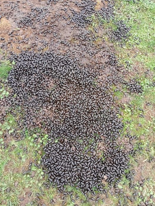 Obornik od alpak, ekologiczny nawóz.