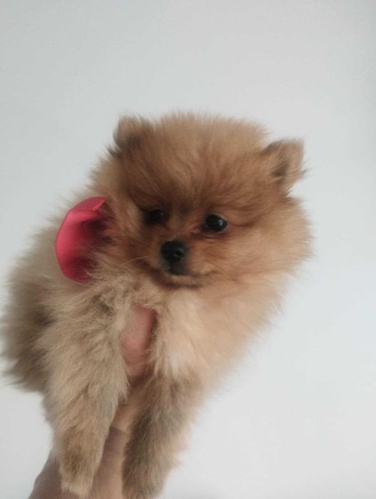 szpic miniaturowy - sunia, gotowa na zmianę domku