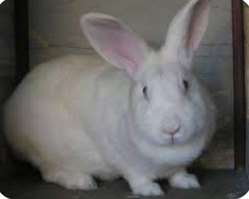 Кролики панон. Кроленята