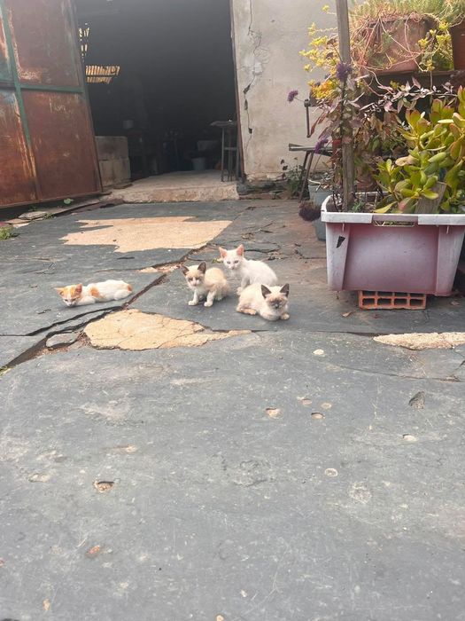 Gatos bebés para adoção